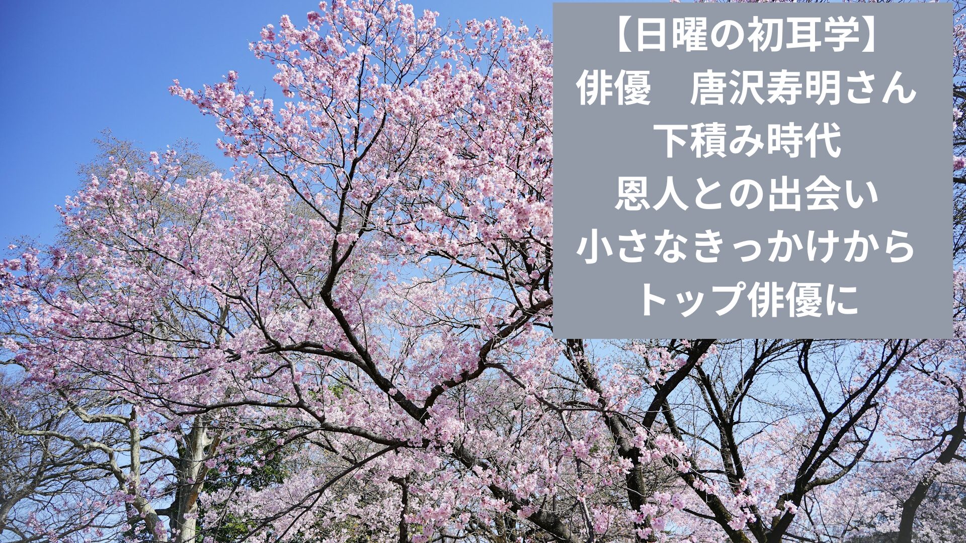 桜